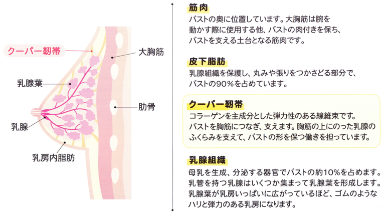 バストの仕組み